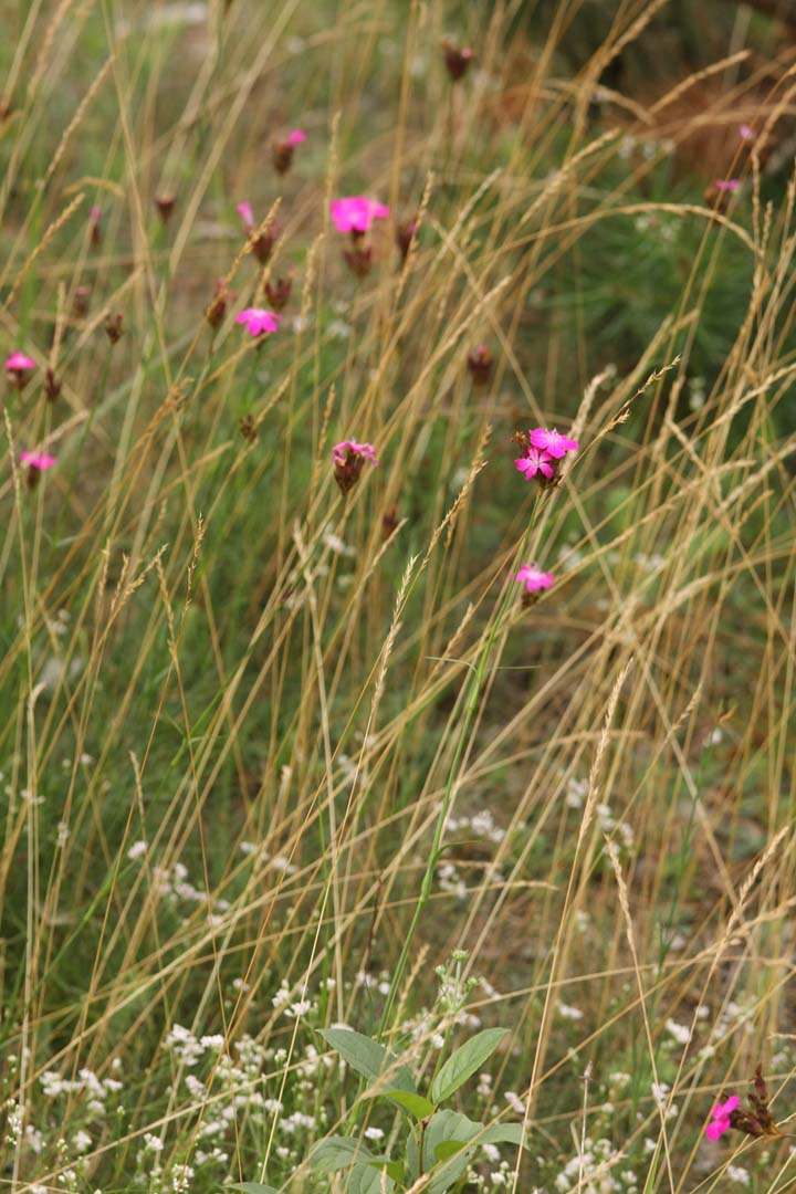 [Karthäusernelke+1+small.jpg]