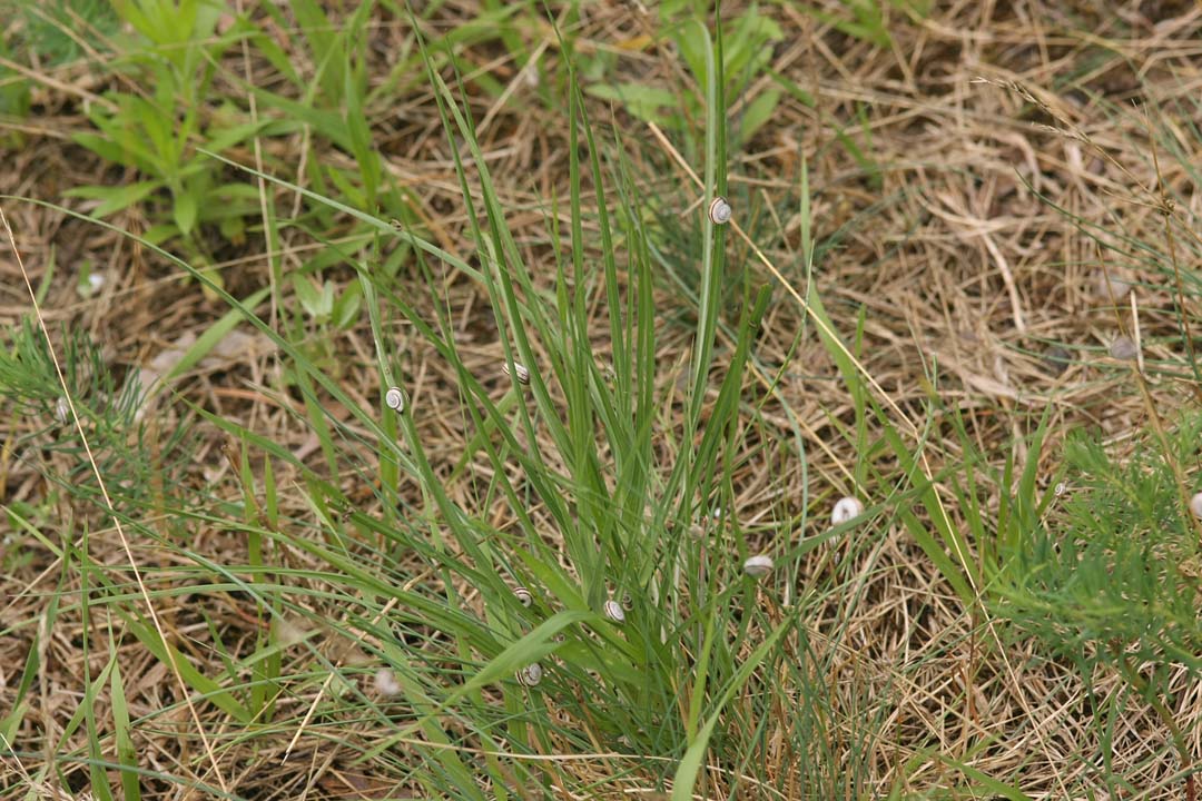 [Schnecke+3+small.jpg]