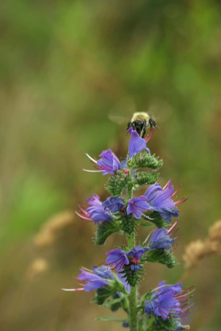 [Ackerhummel+an+Natterkopf+1+small.jpg]