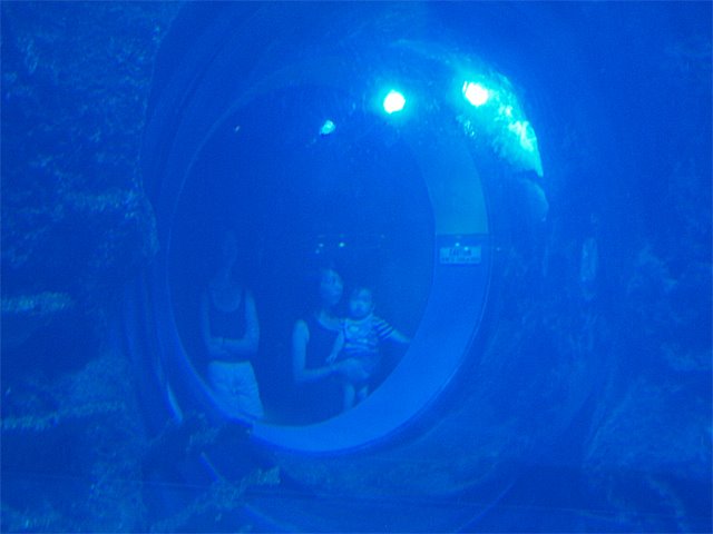 [20080830.Aquarium16.JPG]