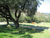 Rubió
