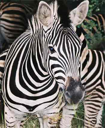 imagenes de zebras