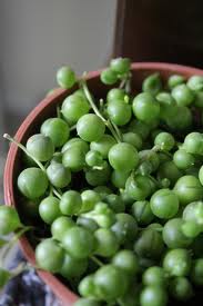 string of pearls poisonous to dogs