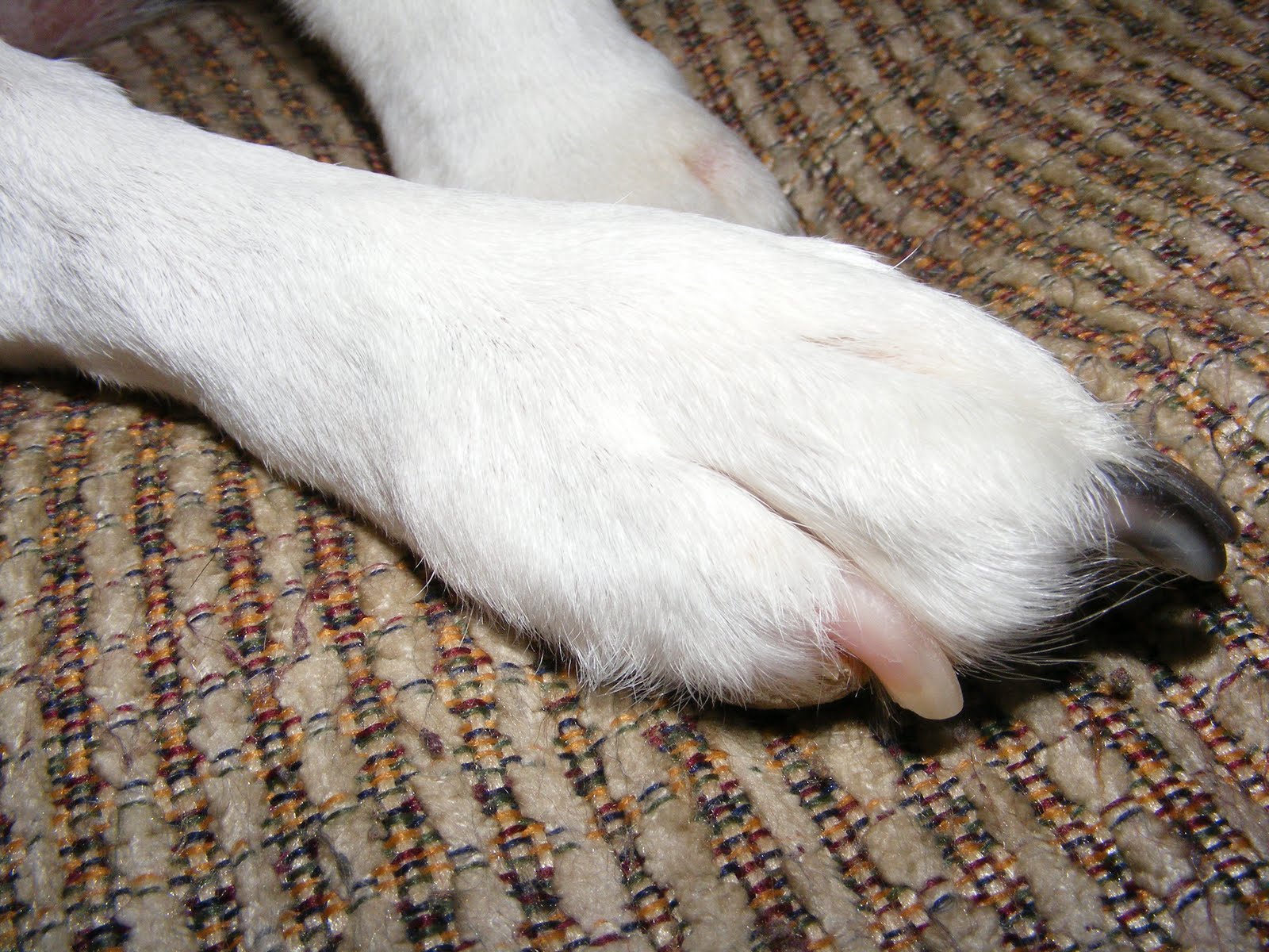 [Delicate+Paw.JPG]