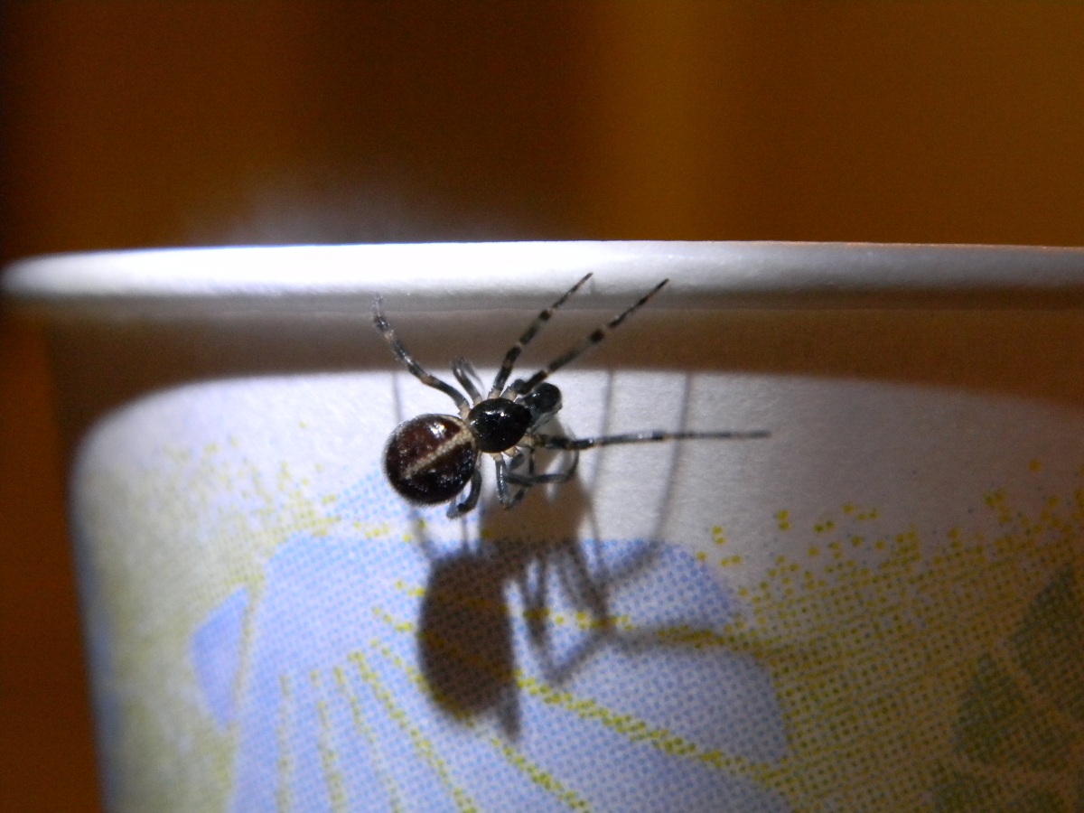 Rabbit Hutch Spider Michigan Spiders