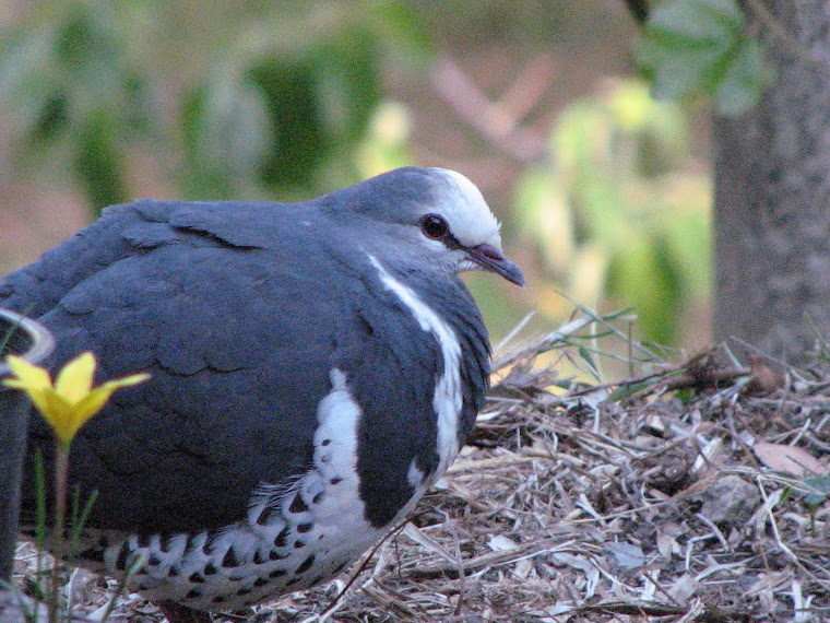 Wonga Pigeon
