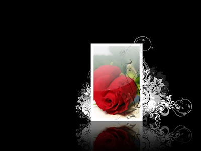 wallpaper rose. rose wallpaper. red rose