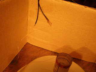 P9090009+%28Large%29.JPG
