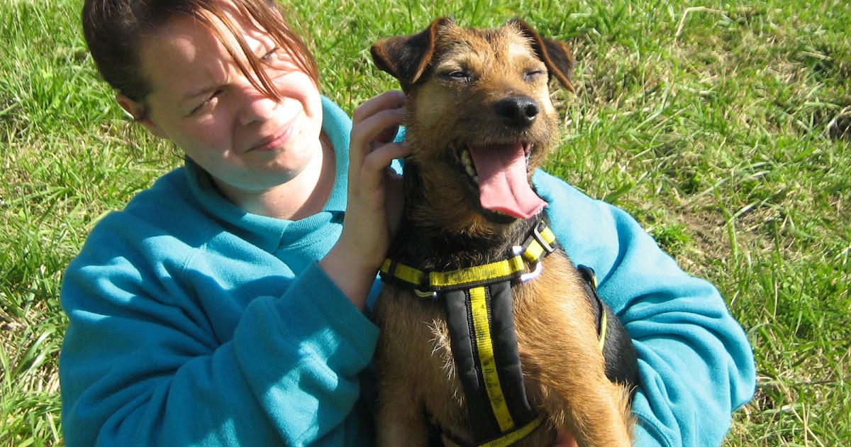 Dogs Trust Happy Dog Stories Chico Dogs Trust Shoreham