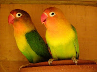 african love bird