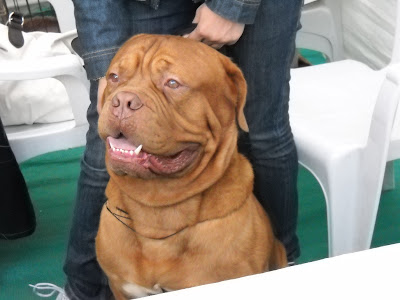 mastiff dog ahmedabad