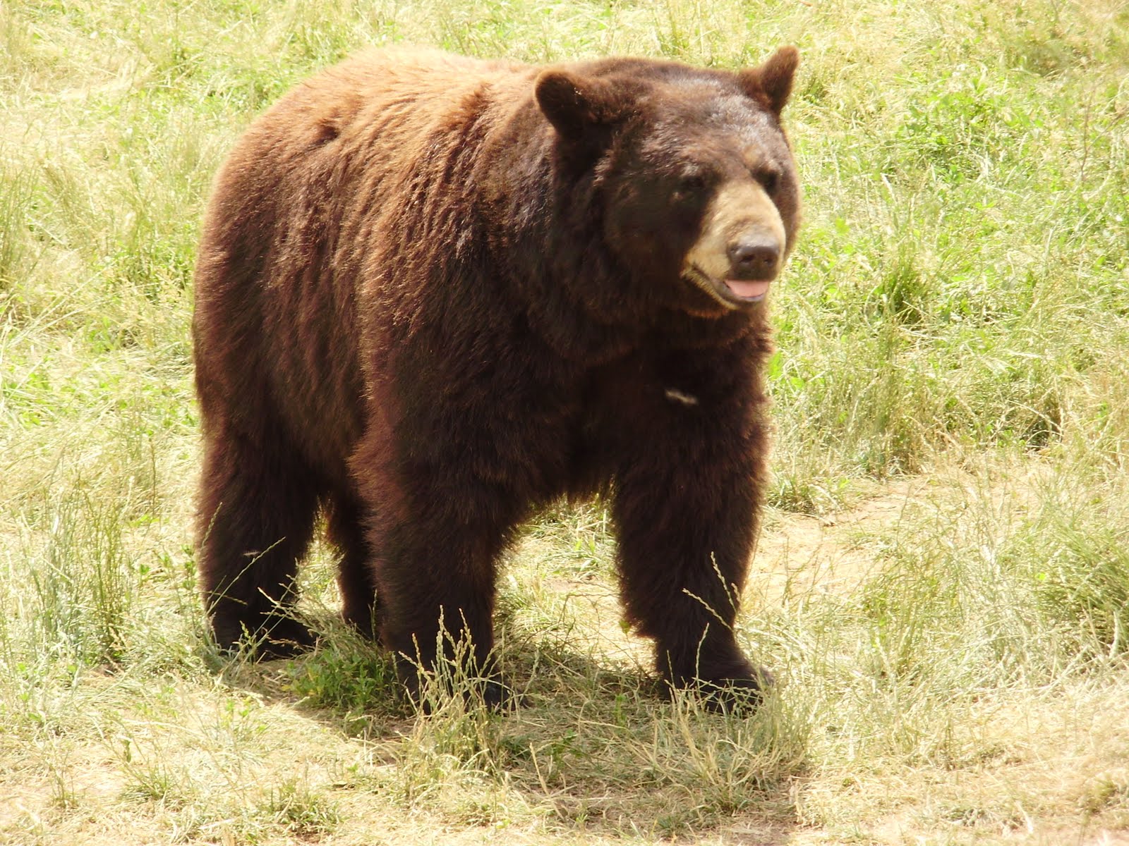 Life at 55 mph Bear Country USA in Rapid City, South Dakota a drive
