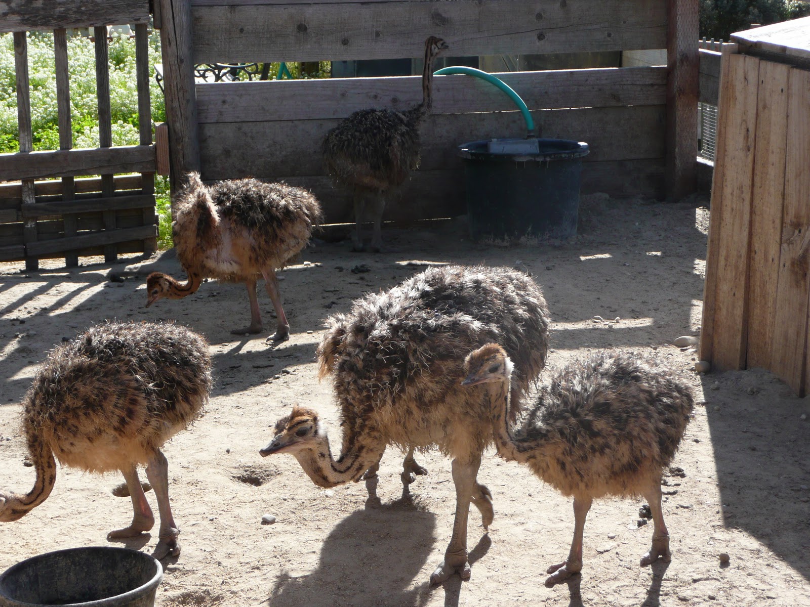 Life at 55 mph: Ostrich Land in Buellton, California – where you can