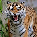 Tigre