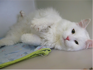 Austin is a young cat who was transferred here from the Prince Rupert branch