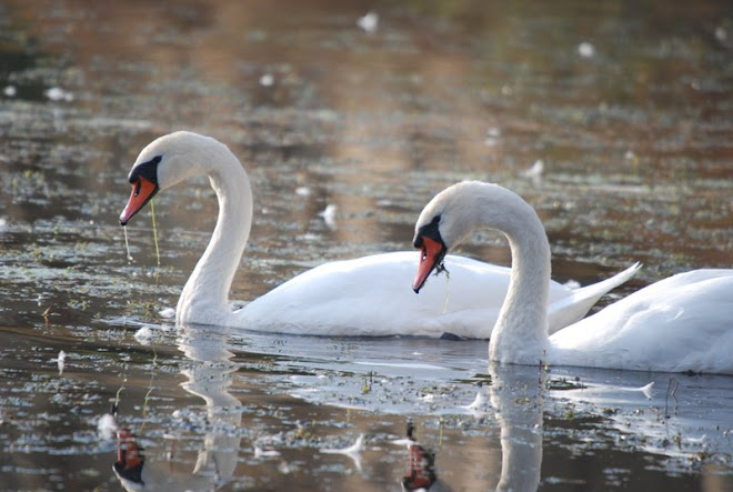 lebada comuna, Mute swan, Cygne tubercule, Hockerschwan, Butykos hattyu