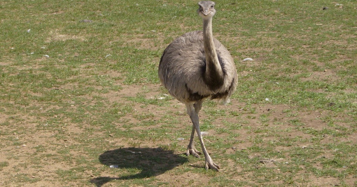 The Road Less Travelled: Emu vs Ostrich