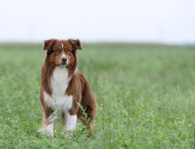 australian shepherd