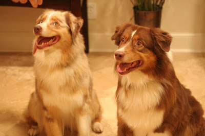 australian shepherd