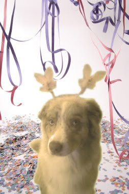 australian shepherd