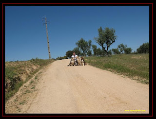 herding with australian shepherd
