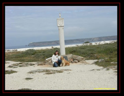 Golden Retriever in Sagres