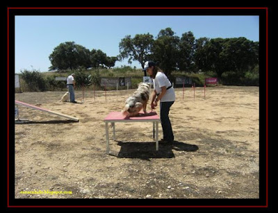 australian shepherd in agility