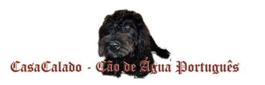 Portuguese Water Dog