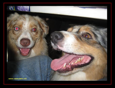 Golden Retriever Dog Party