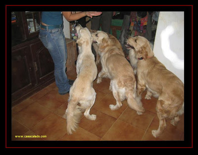 Golden Retriever Dog Party