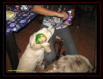 Golden Retriever Dog Party