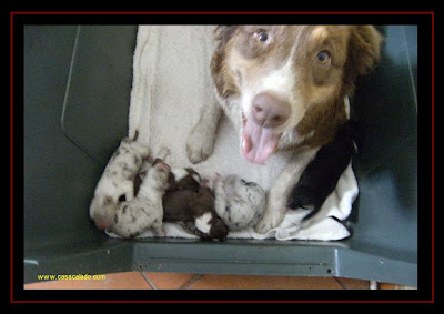 Australian Shepherd Litter