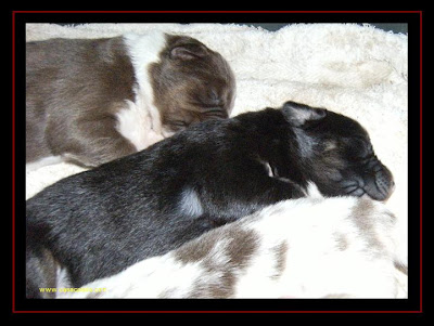 Australian Shepherd puppies
