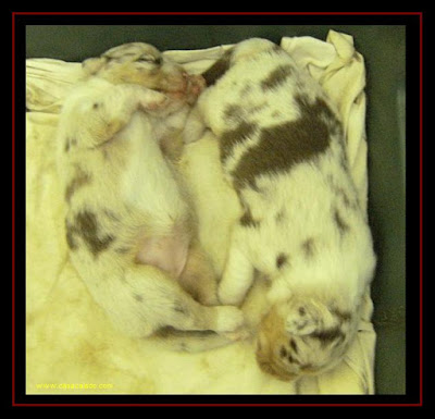 Australian Shepherd puppies