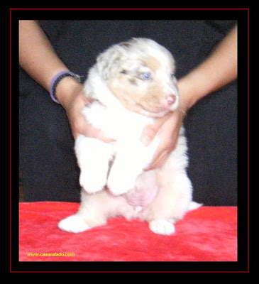 australian shepherd puppy