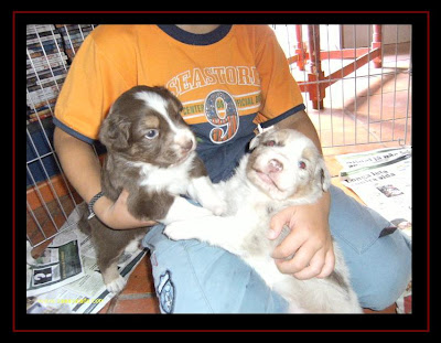 Australian Shepherd puppies
