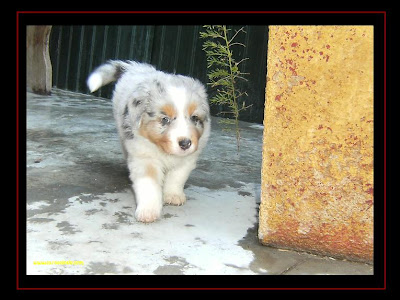 australian shepherd puppies first time out