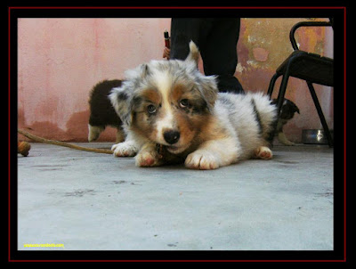australian shepherd puppies with 6 weeks