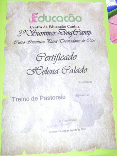 Herding with Australian Shepherd