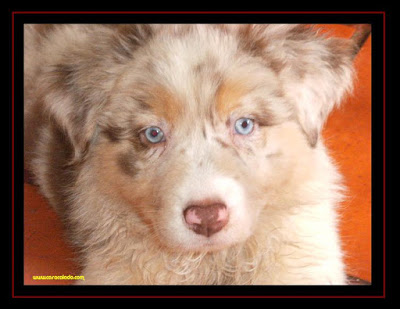 Australian Shepherd puppies 2 months