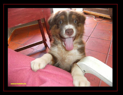 Australian Shepherd puppies 2 months