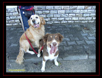 Australian Shepherd and Golden Retriever