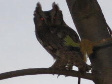 Backyard Owl