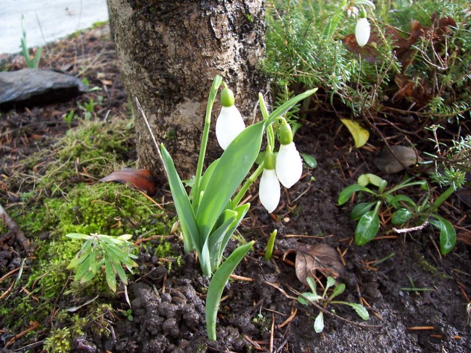 [SnowdropsJan08.JPG]