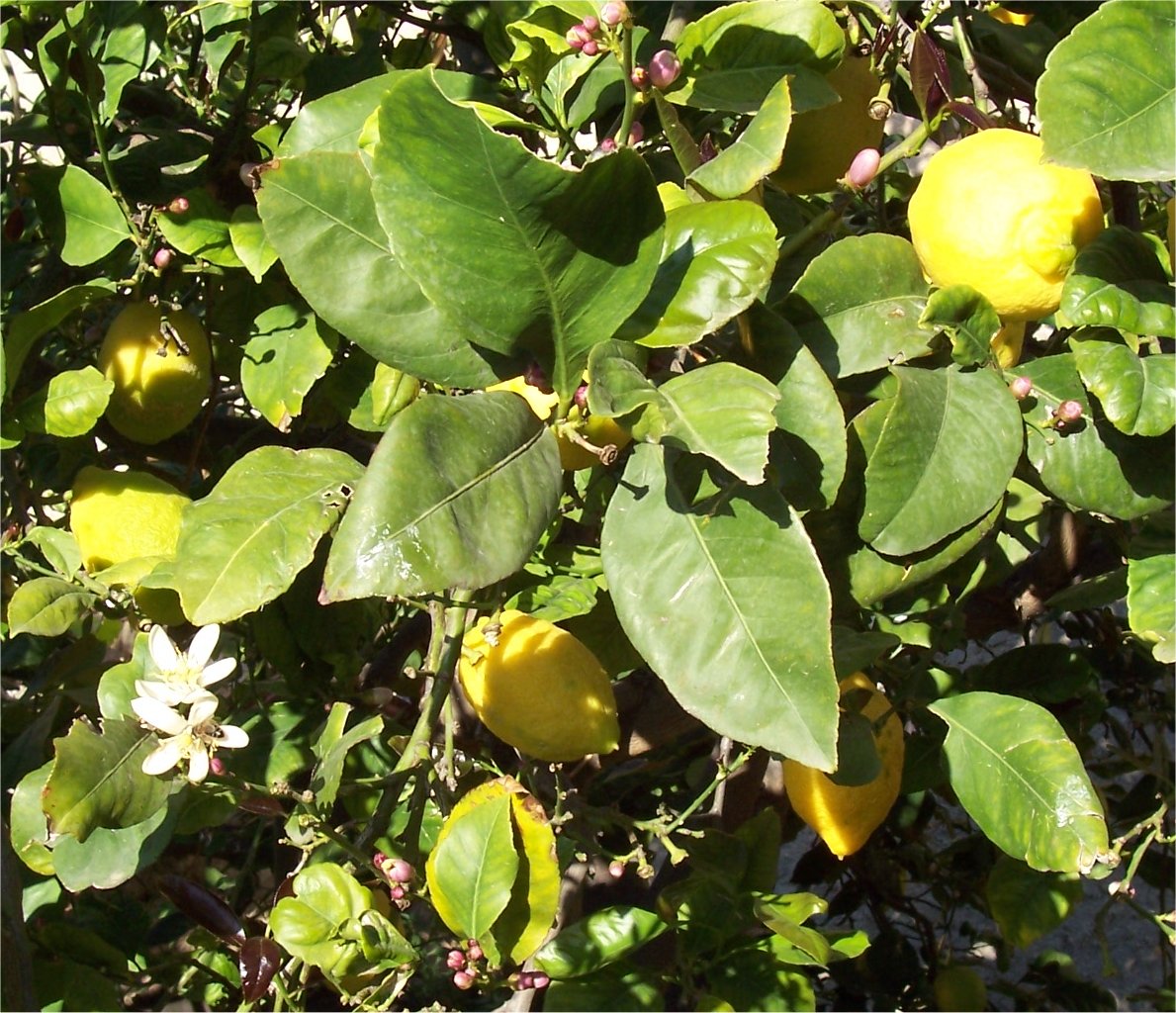 [Lemons.jpg]