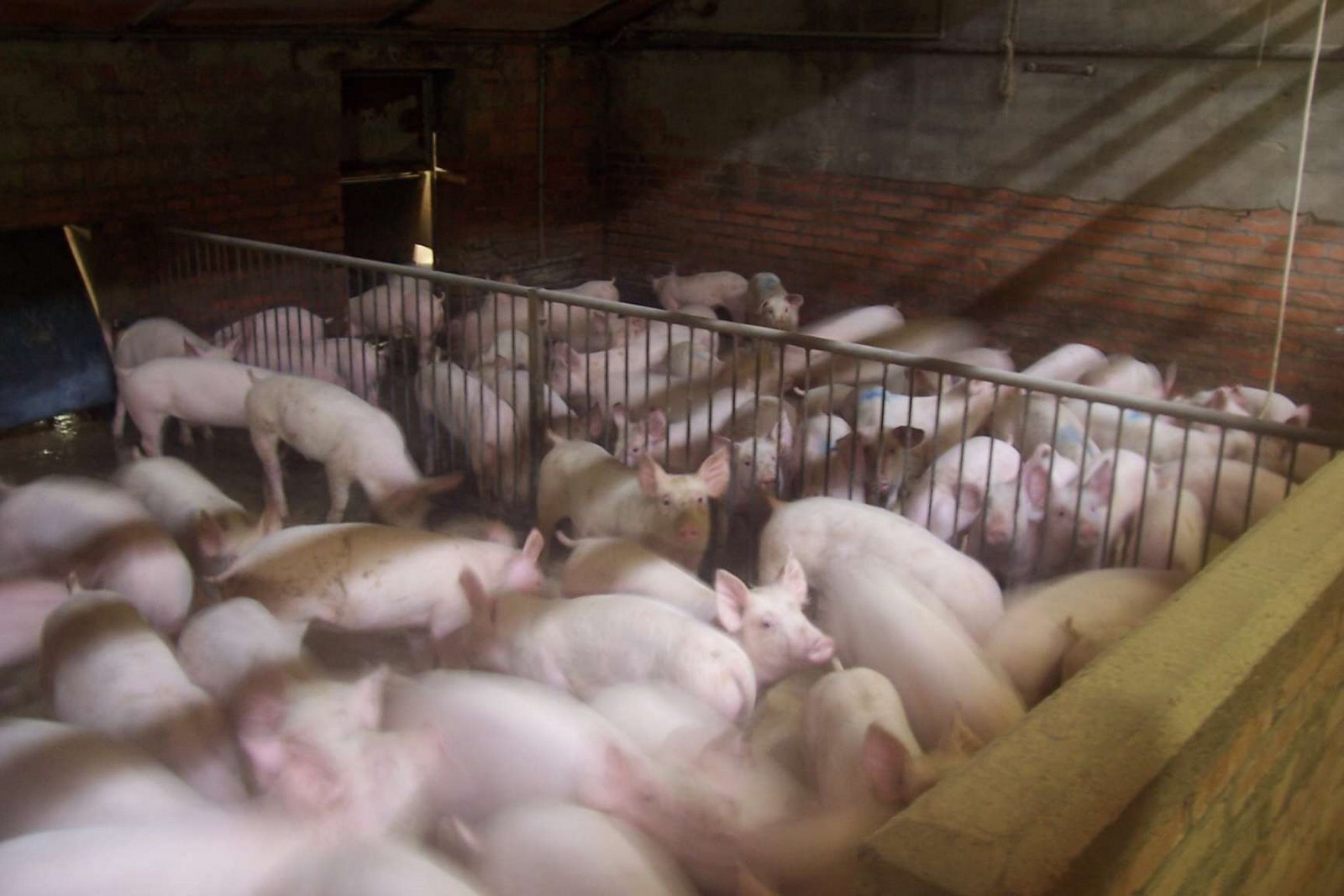 [PorkBreedingBarns2.jpg]