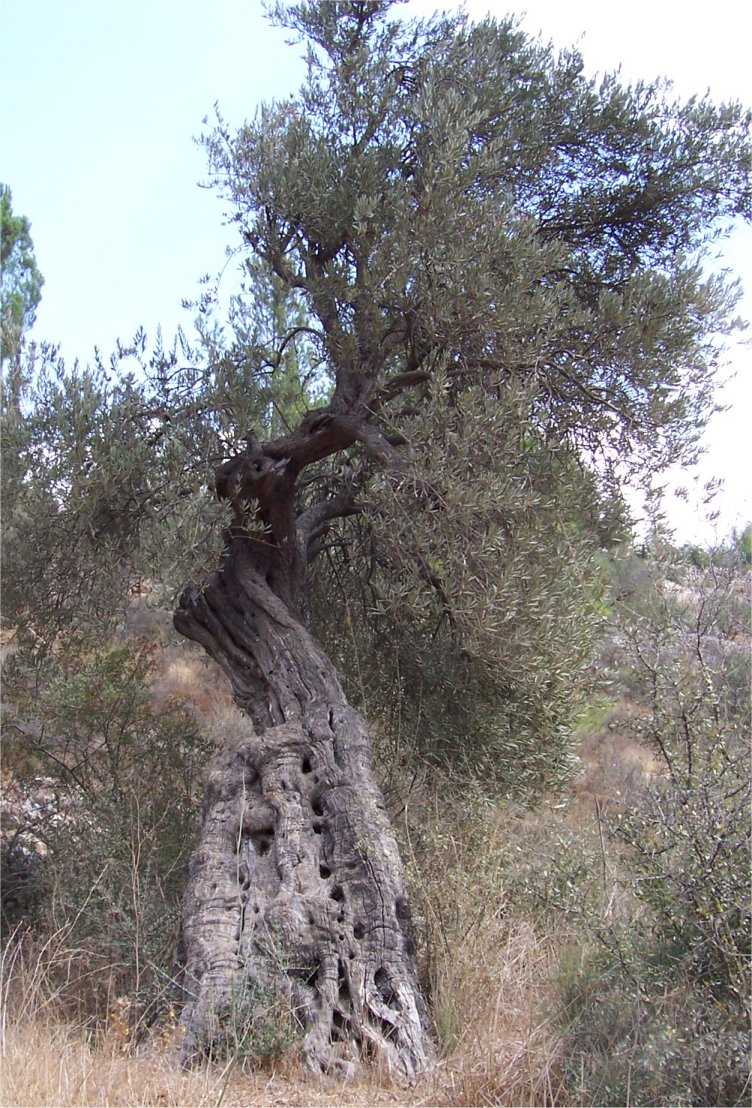 [20071020Olives.JPG]