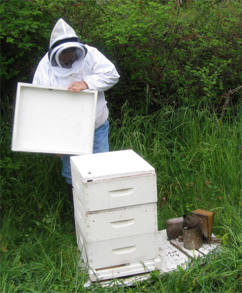 [Beekeeping03lift+top.jpg]