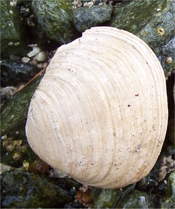 [MapleBayButterClam.jpg]