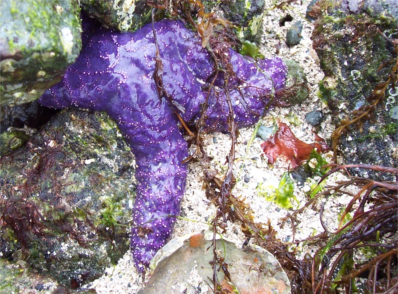 [MapleBayStarfish.jpg]